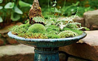 苔藓小花园，捧在手心的微缩世界