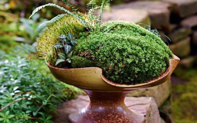 苔藓微景观盆景小花园的制作方法