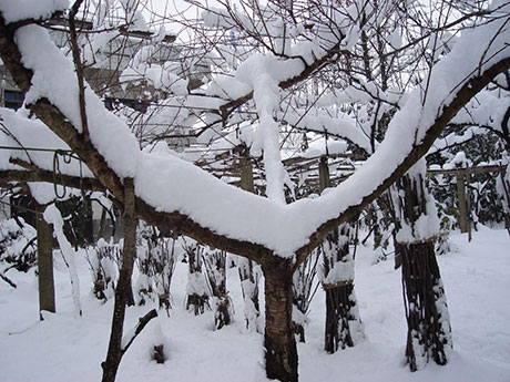 别墅花园雨凇、雪害的危害与防治_成都别墅花园装修设计
