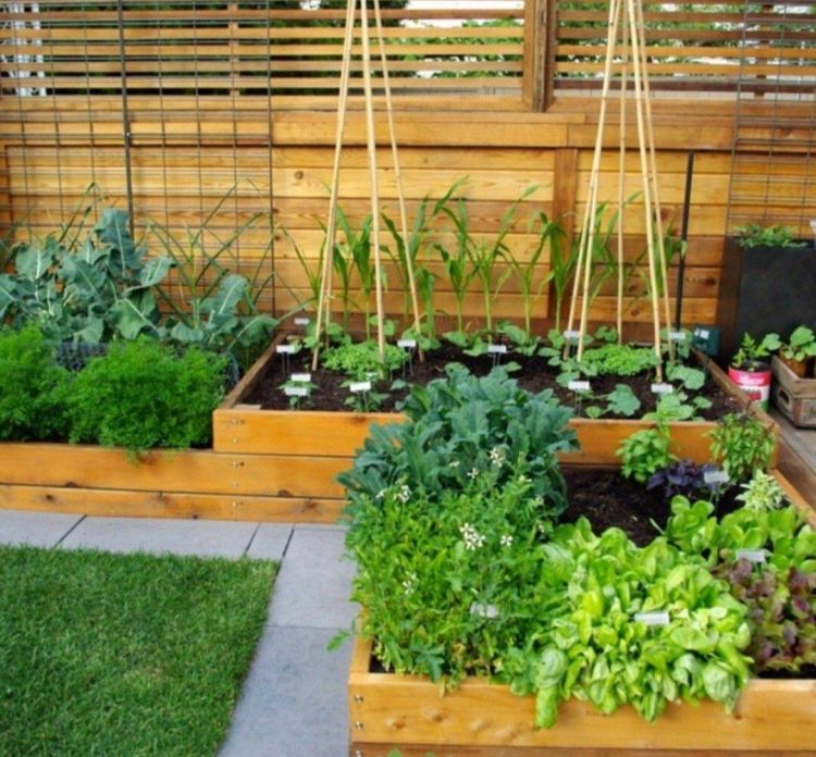 在花园里种菜_花园式菜园蔬菜植物搭配-成都青望园林景观设计公司-1