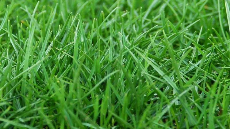 多年生黑麦草-9种私家庭院草坪种类，私家庭院用那种草坪好-成都亚博yb登录世界杯景观设计公司-1