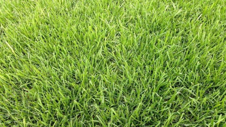 紫羊茅-9种私家庭院草坪种类，私家庭院用那种草坪好-成都亚博yb登录世界杯景观设计公司-1