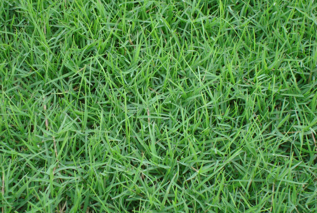狗牙根-9种私家庭院草坪种类，私家庭院用那种草坪好-成都亚博yb登录世界杯景观设计公司-1