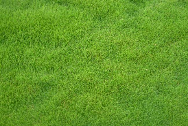 剪股颖-9种私家庭院草坪种类，私家庭院用那种草坪好-成都青望园林景观设计公司