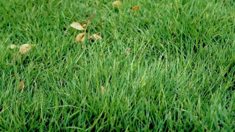 天鹅绒-9种私家庭院草坪种类，私家庭院用那种草坪好-成都亚博yb登录世界杯景观设计公司-1