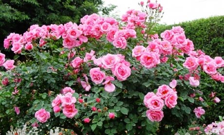 为你的私家花园选择合适的玫瑰花_别墅花园私家庭院如何选择玫瑰花