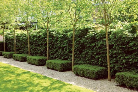 园林景观设计中的经典元素—树篱-成都青望园林景观设计公司