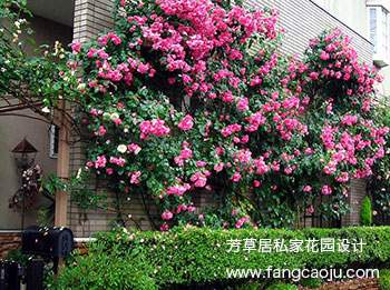 别墅花园设计常用植物之-【月季】_成都别墅花园景观设计