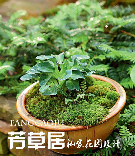 苔藓盆景_成都园林绿化设计
