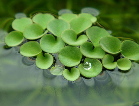 适合屋顶花园水景种植的水生植物-浮萍-成都青望园林景观设计公司